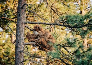 Three owlets in large owl nest at Lincolnwood Trailhead in Missoula, MT
