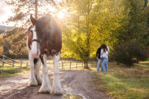Engaged couple kissing with sunny fall foliage and a Clydesdale horse in foreground