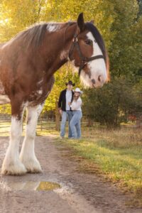 Engaged couple posing for photo with brown Clydesdale horse in foreground